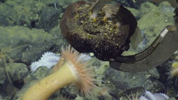 Media type: image;   Invertebrate Zoology 153105 Description: live specimen;